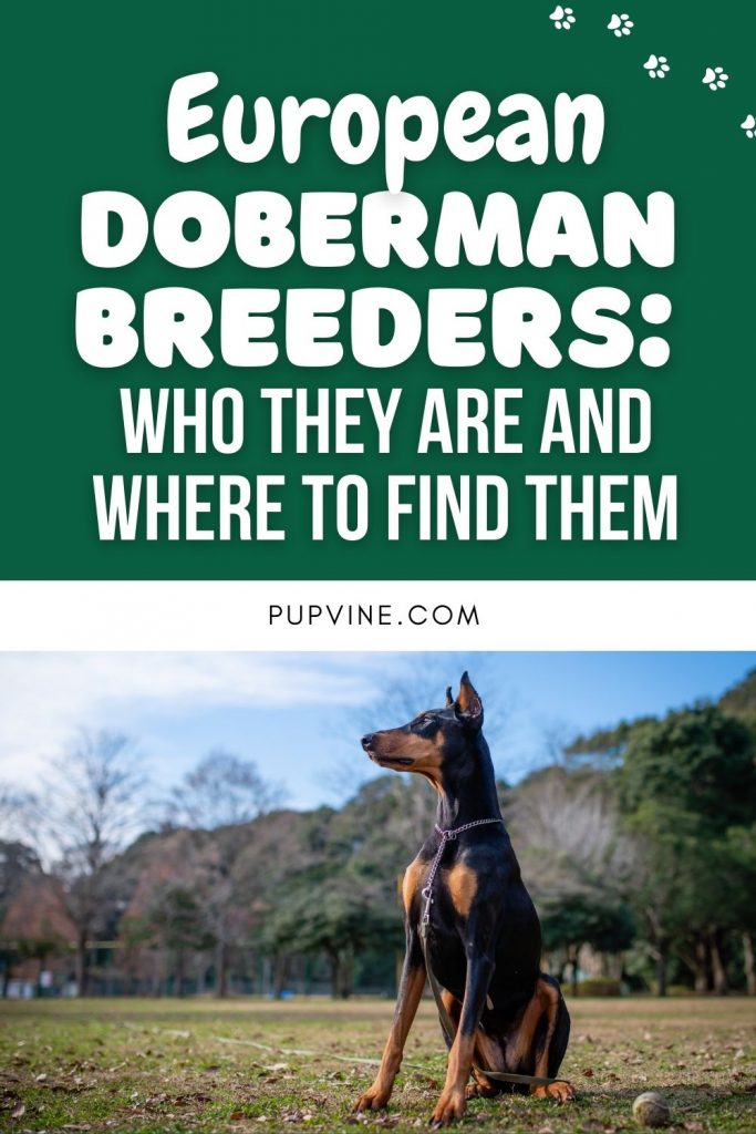 European Doberman Breeders: Where To Find Them?