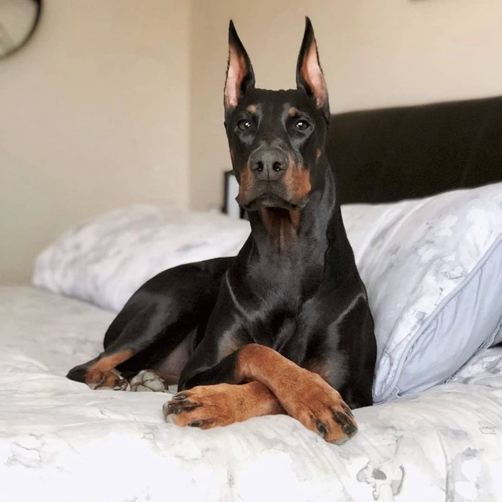 European Doberman Breeders Where To Find Them?