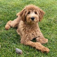 F2B Goldendoodle is lying in the grass