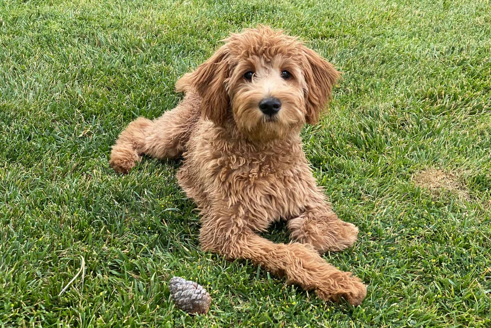 F What Mystery Solved Meet The F2B Goldendoodle 