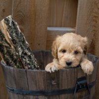 mini F1b goldendoodle puppy inside a wooden tub outdoors