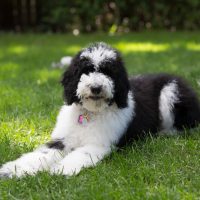 Sheepadoodle lies in the grass