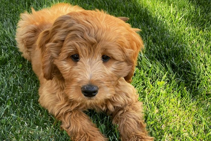 The F2B Goldendoodle: Getting To Know This Teddy Dog