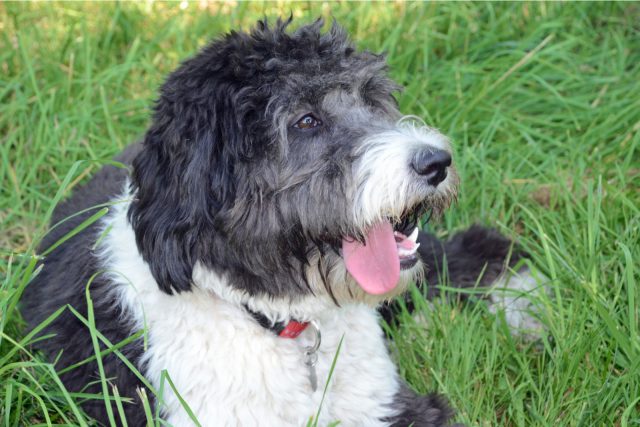Do Aussiedoodles Shed? A Groomer's Guide For Beginners