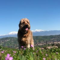 beautiful mountain golden doodle in nature