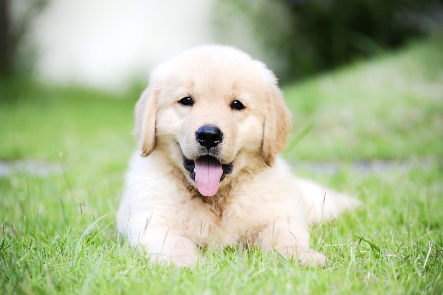 Blockhead Golden Retriever: Why Are They So Special?