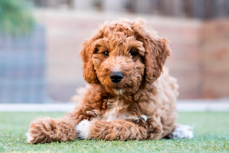 Micro Goldendoodle: The Adorable Poodle Mix You Can't Resist