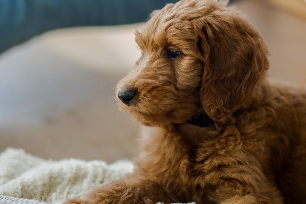 9 Things To Know About The Teacup Goldendoodle