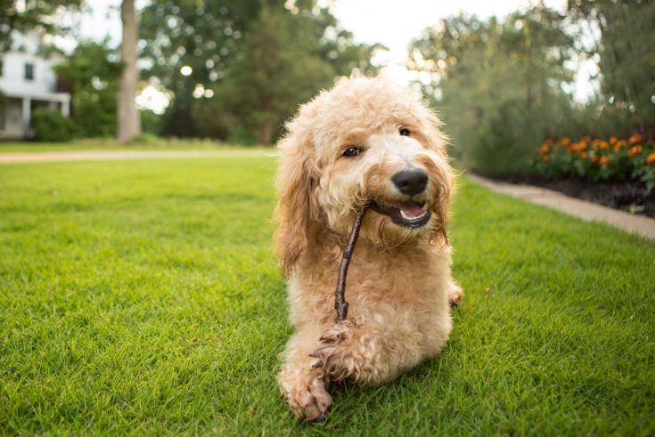 Do Goldendoodles Shed? An Honest Guide To Doodle Shedding