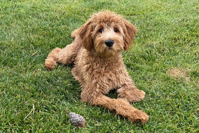 Do Goldendoodles Shed? An Honest Guide To Doodle Shedding