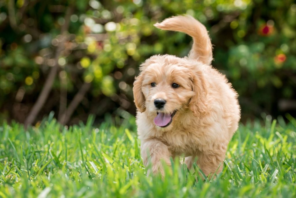 Do Goldendoodles Shed? An Honest Guide To Doodle Shedding