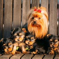 adorable yorkshire mother and puppies in the wooden bench outdoors