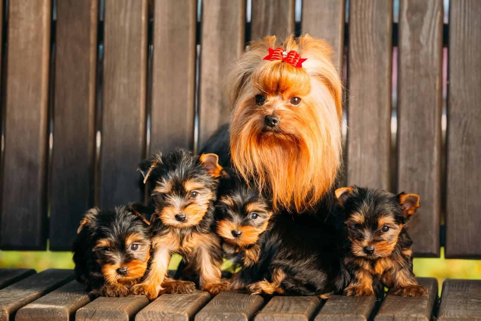 how many puppies are in a morkie litter