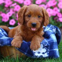 a cute puppy of mixed labrador and poodle mixed sitting on basket