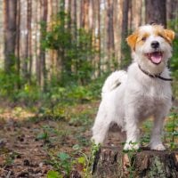 a jack russel aussie shepherd mix dog standing on the cut wood in the forest