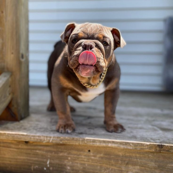 What Is A Lilac English Bulldog & How To Get One?