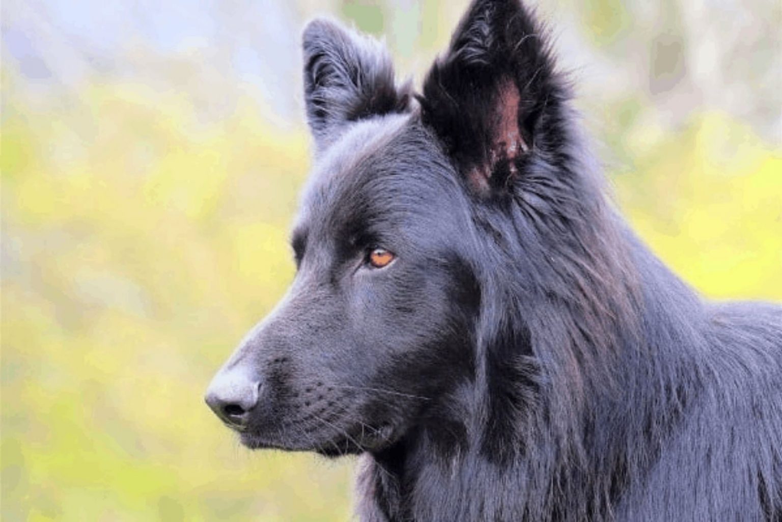 Lycan Shepherd: The Hidden Secret Of The Canine World