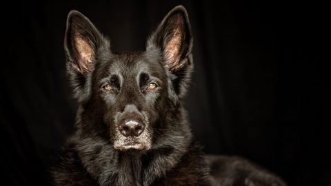 Lycan Shepherd: The Hidden Secret Of The Canine World