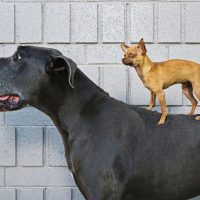 small chihuahua standing on top of a black great dane standing in sideview over a white brick wall background