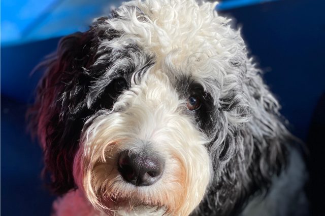 Are Merle Bernedoodles Rare? A Guide To Bernedoodle Coloring