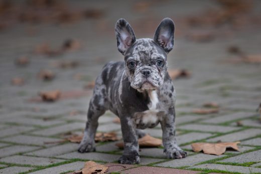 Chocolate French Bulldog: All On This Rare Coat Color