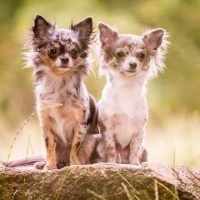 two Merle Chihuahua dogs stand on a rock and look around