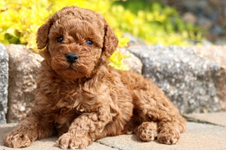 Micro Labradoodle: What You Never Knew About These Dogs