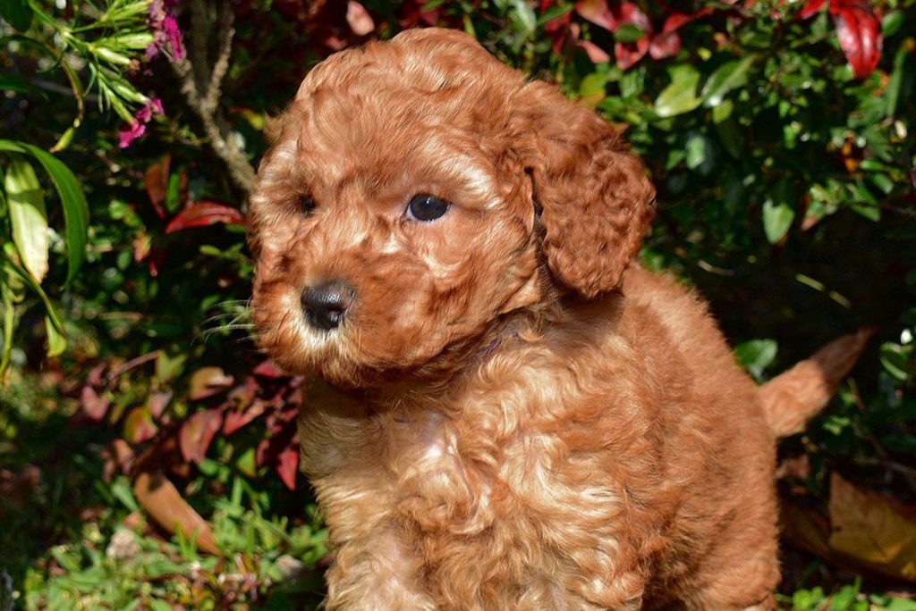 Micro Labradoodle: What You Never Knew About These Dogs