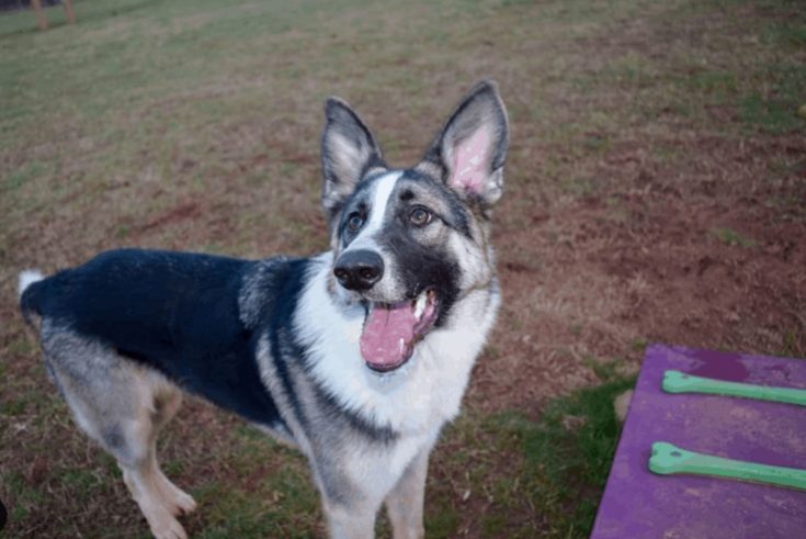 16 Dogs That Look Like German Shepherds (Meet The Clones)