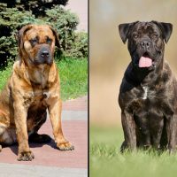 images of presa canario and cane corso standing outdoors placed side by side