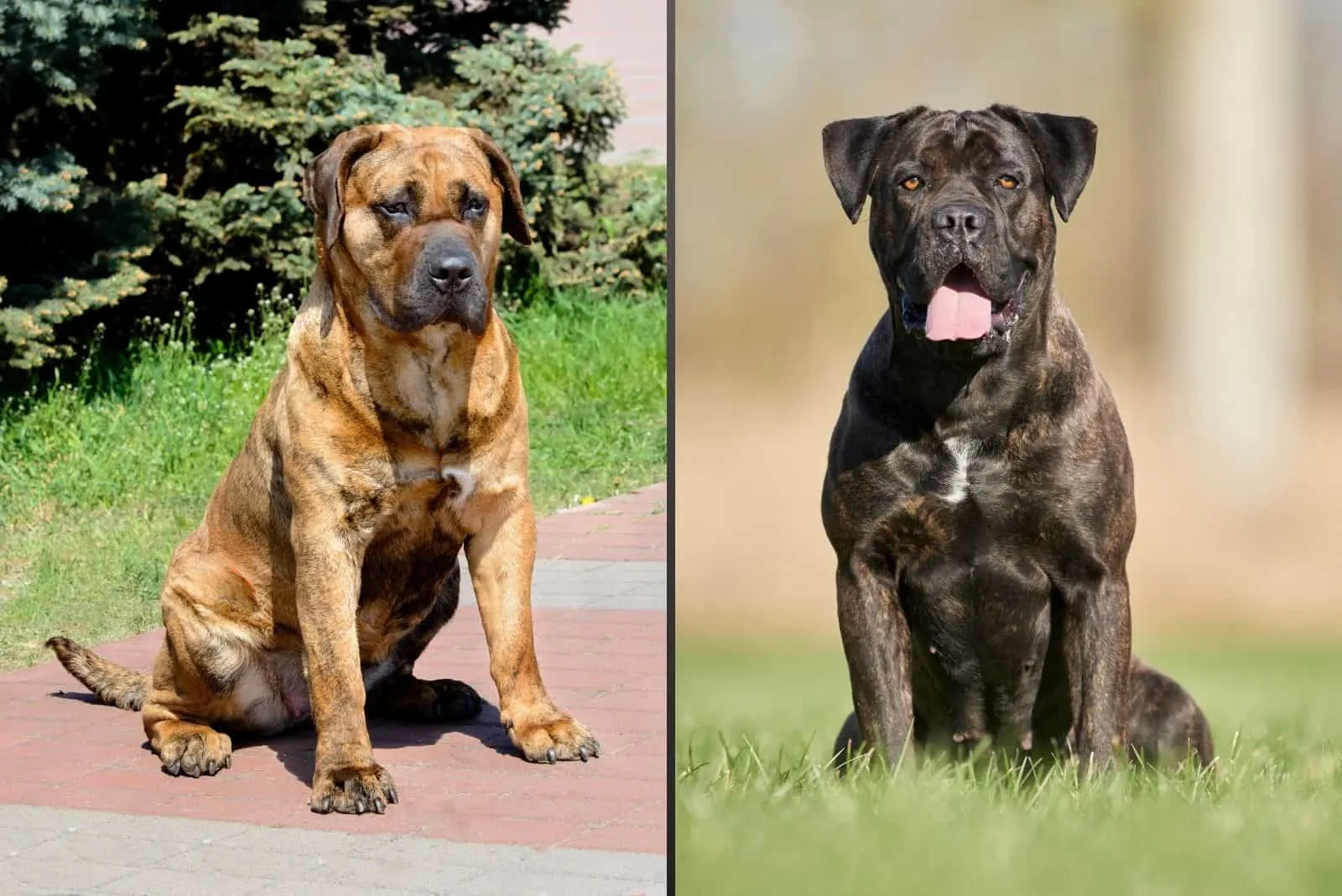 Presa Canario VS Cane Corso: What Are The Key Differences? - AZ