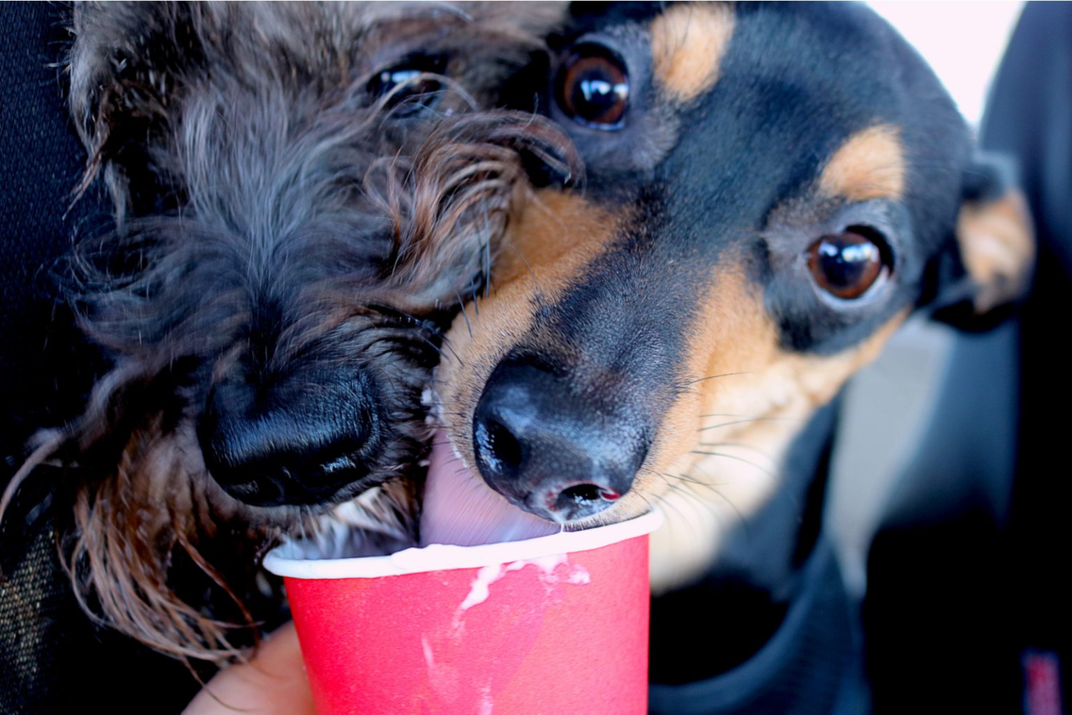 Can Dogs Eat Whipped Cream? The Effects Of Dairy On Dogs