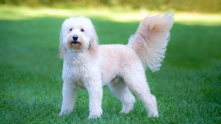 How Long Do Goldendoodles Live Everything You Need To Know