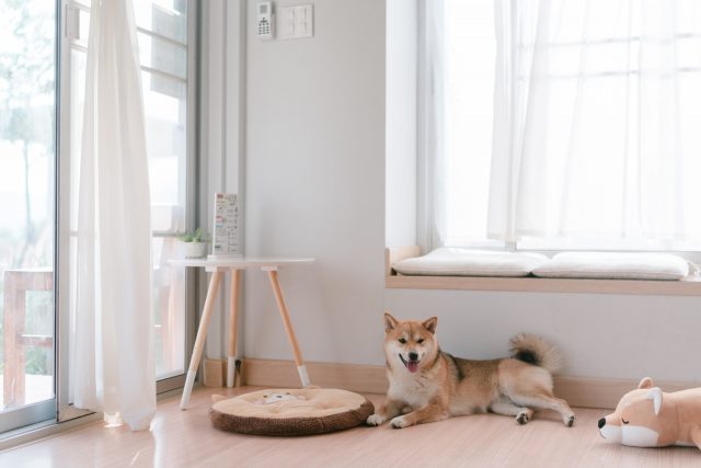 do shiba inus shed? a guide to taking care of your shiba