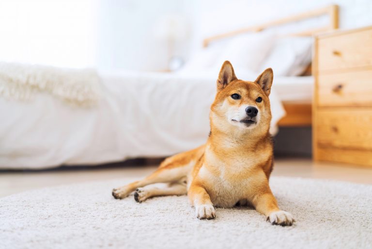 do shiba inus shed? a guide to taking care of your shiba