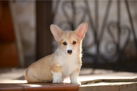 Teacup Corgi: Why Is It So Small And Cute?