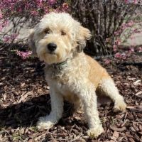 The Australian Mountain Doodle sits in the leaves