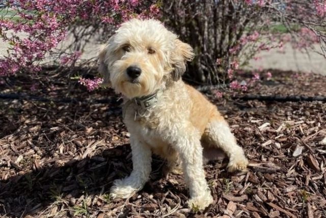 The Australian Mountain Doodle: The Perfect Family Dog?