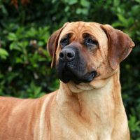 a tan bullmastiff german shepherd mix standing outdoors with green plants at the background