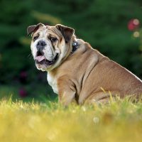 an English bulldog sitting in the grass