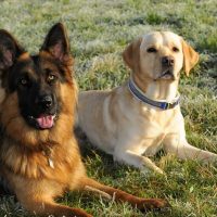 a German Shepherd and a Retriever lie on the grass