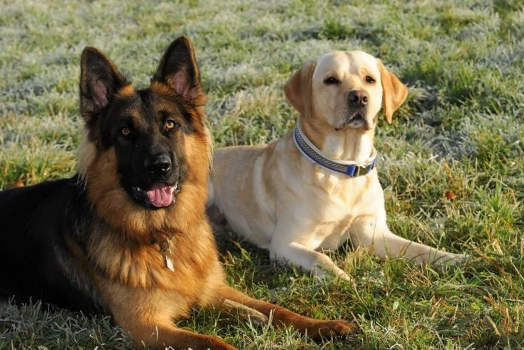 German Shepherd Golden Retriever Mix: Perks Of This Hybrid