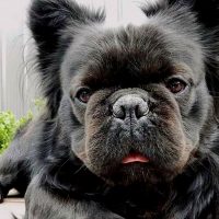 a black long-haired French bulldog