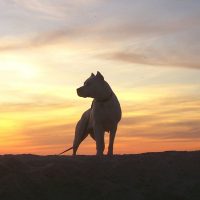 dogo argentino stands outside at sunset