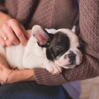 cute puppy lying in woman hands