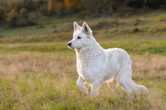 16 Dogs That Look Like German Shepherds (Meet The Clones)