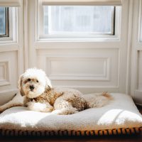 Whoodle Puppies is lying on his pillow