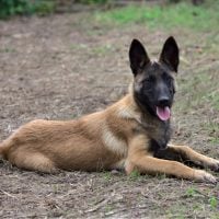 Belgian Shepherd lies and rests