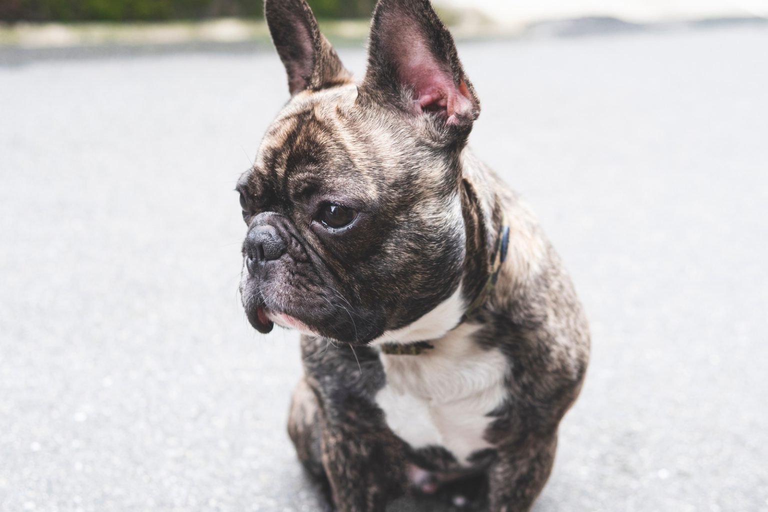 chocolate-french-bulldog-all-on-this-rare-coat-color