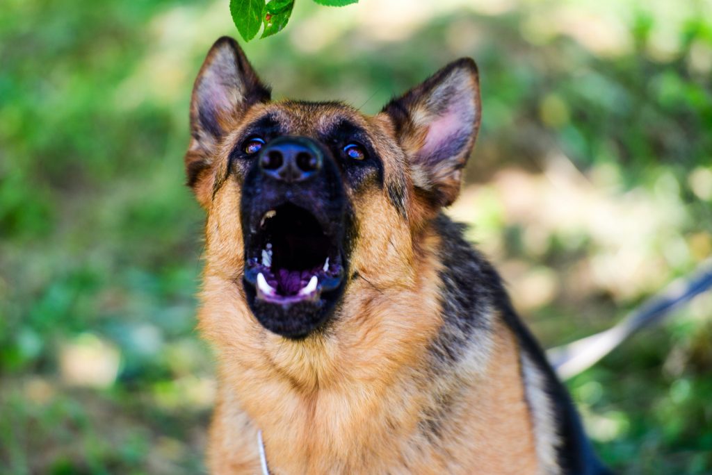 A German Shepherd Barking: A Perfect Guide to Train Your GSD